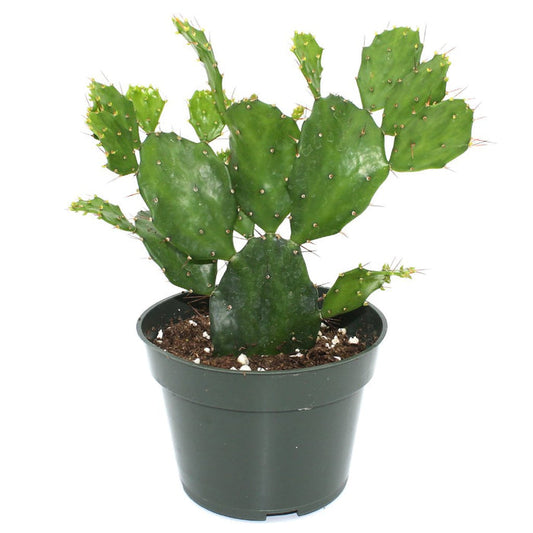 Brazilian Prickly Pear Cactus