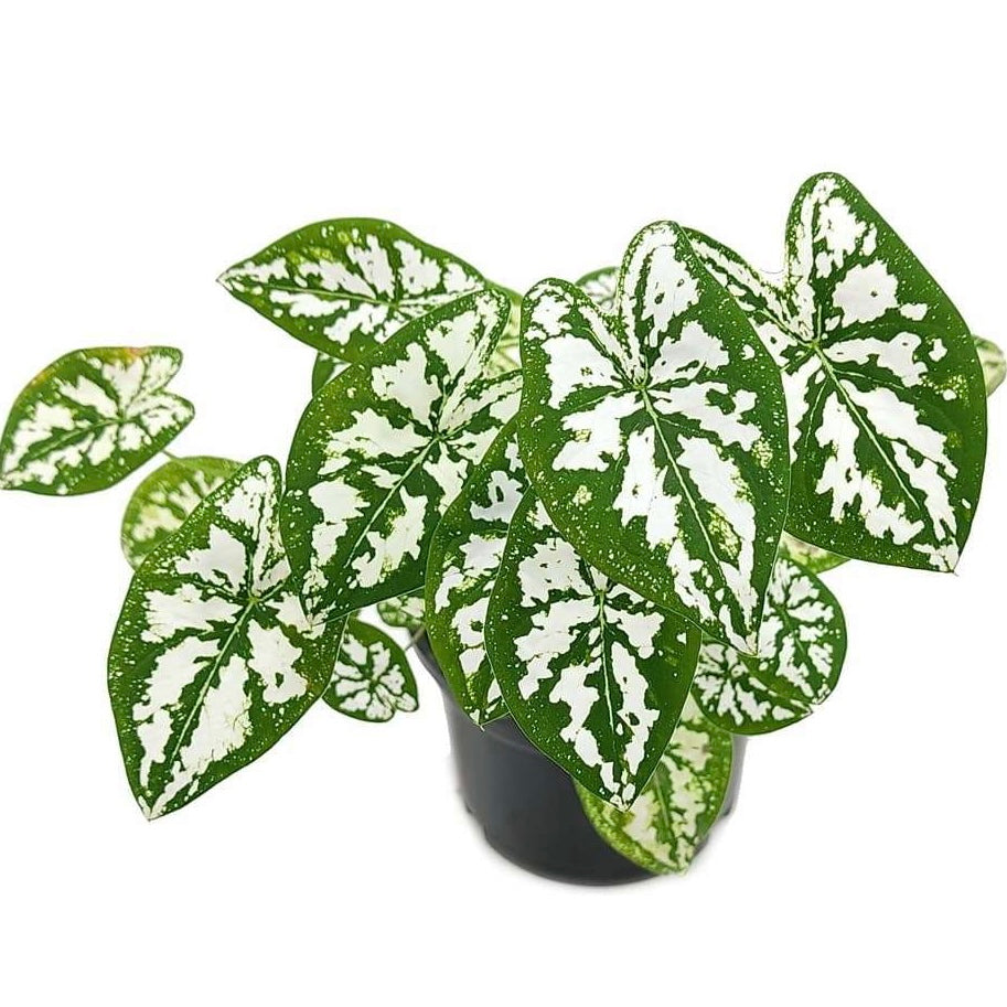 Caladium Humboldtii ‘Mini White’