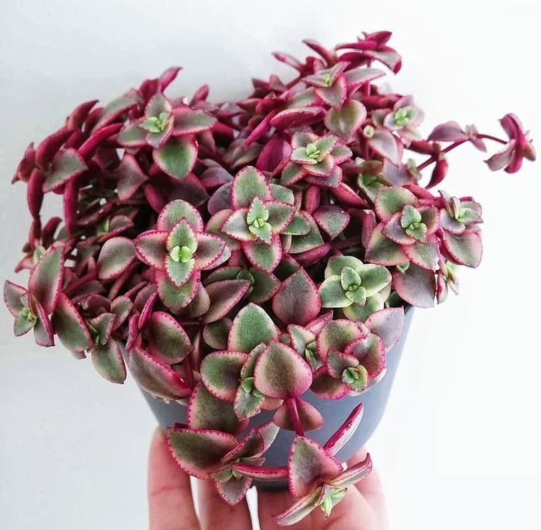 Calico Kitten - Variegated Crassula Pellucida