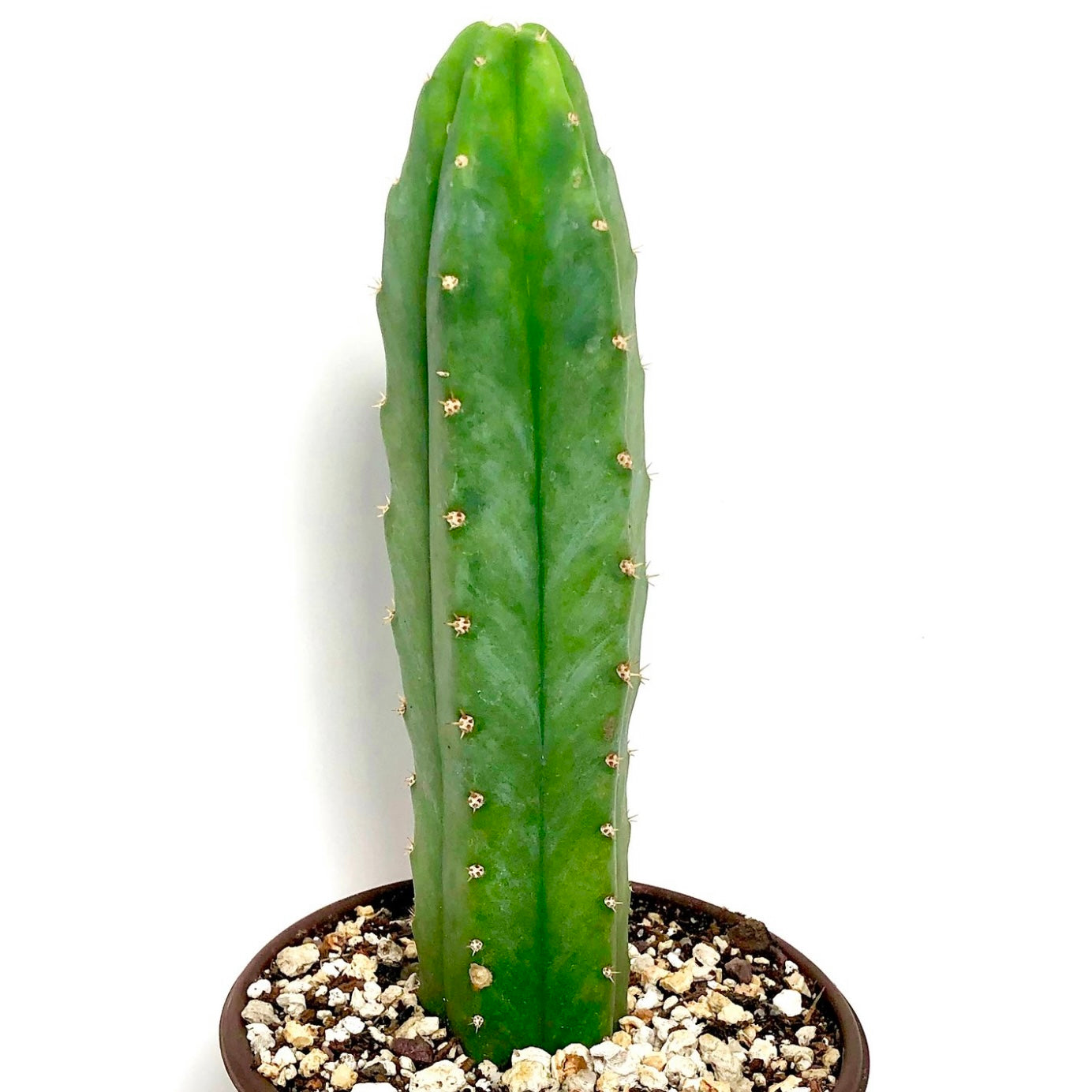 San Pedro Cactus