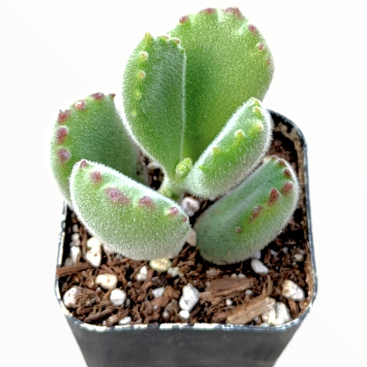 Bear’s Paw - Cotyledon Tomentosa