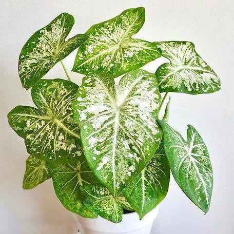 Caladium White Cap