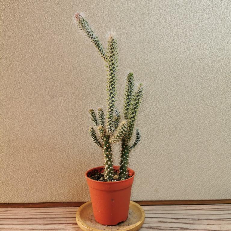 Walkingstick Cactus