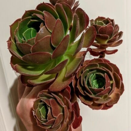 Irish Rose - Aeonium Arboreum