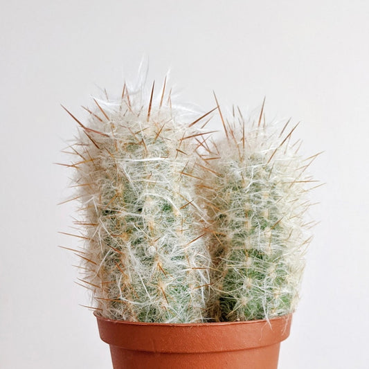 Old Man of the Mountain Cactus