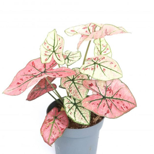 Caladium Strawberry Star