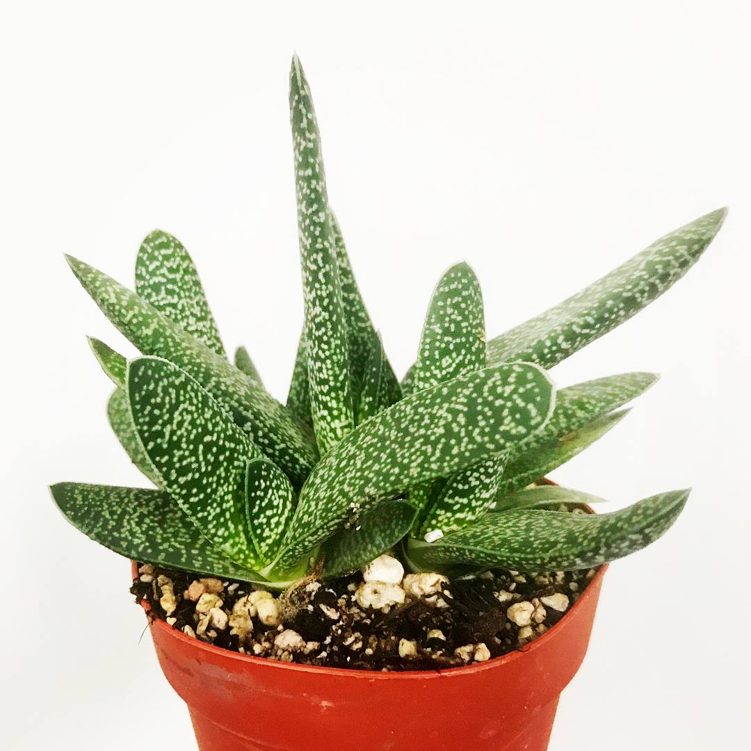 Ox Tongue - Gasteria Spp