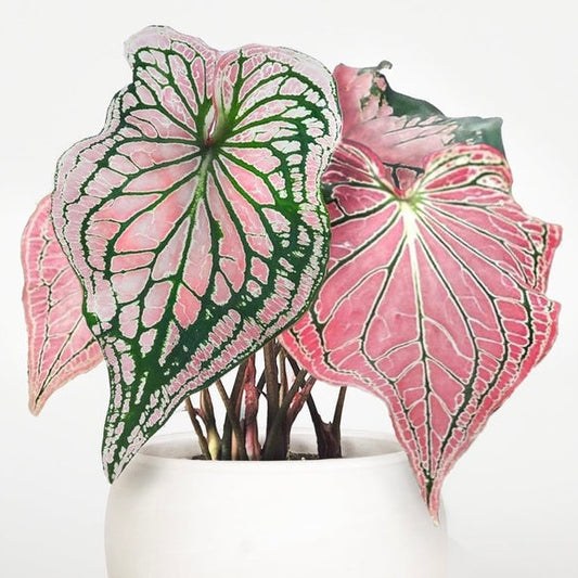 Caladium Debutante