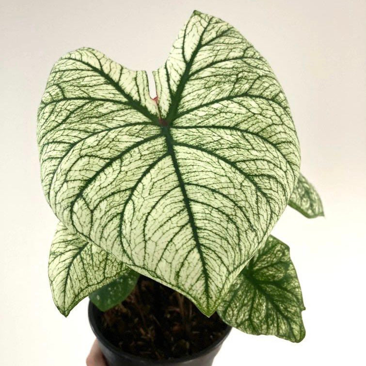 Caladium Allure