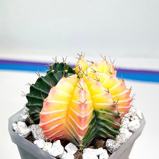 Variegated Cactus