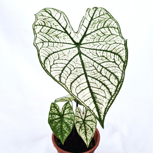 Caladium Junior