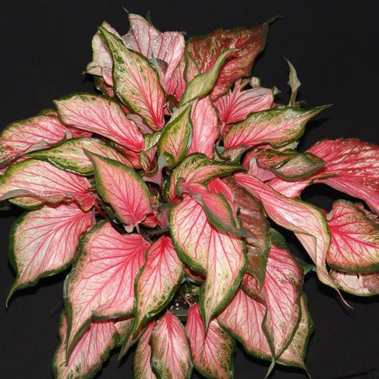 Caladium Pink Gem