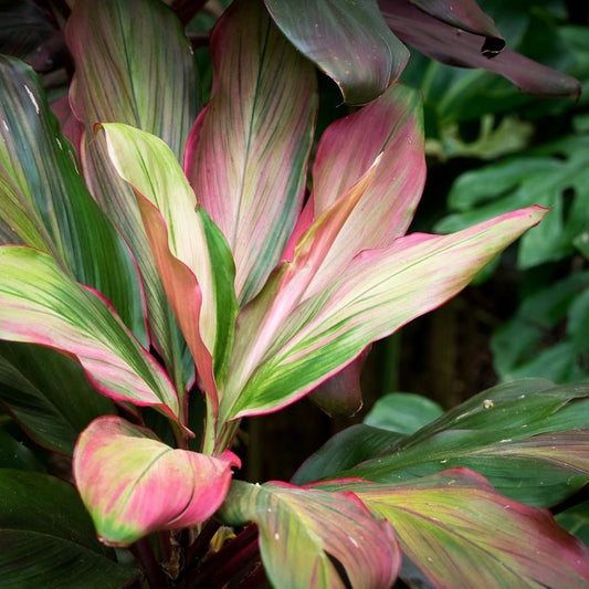 Cordyline Candy Cane