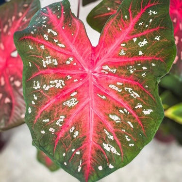 Caladium Florida Cardinal