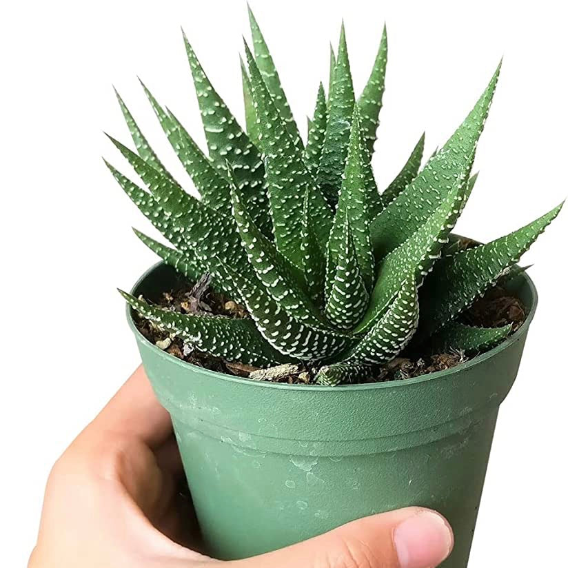 Zebra Plant - Fasciated Haworthia