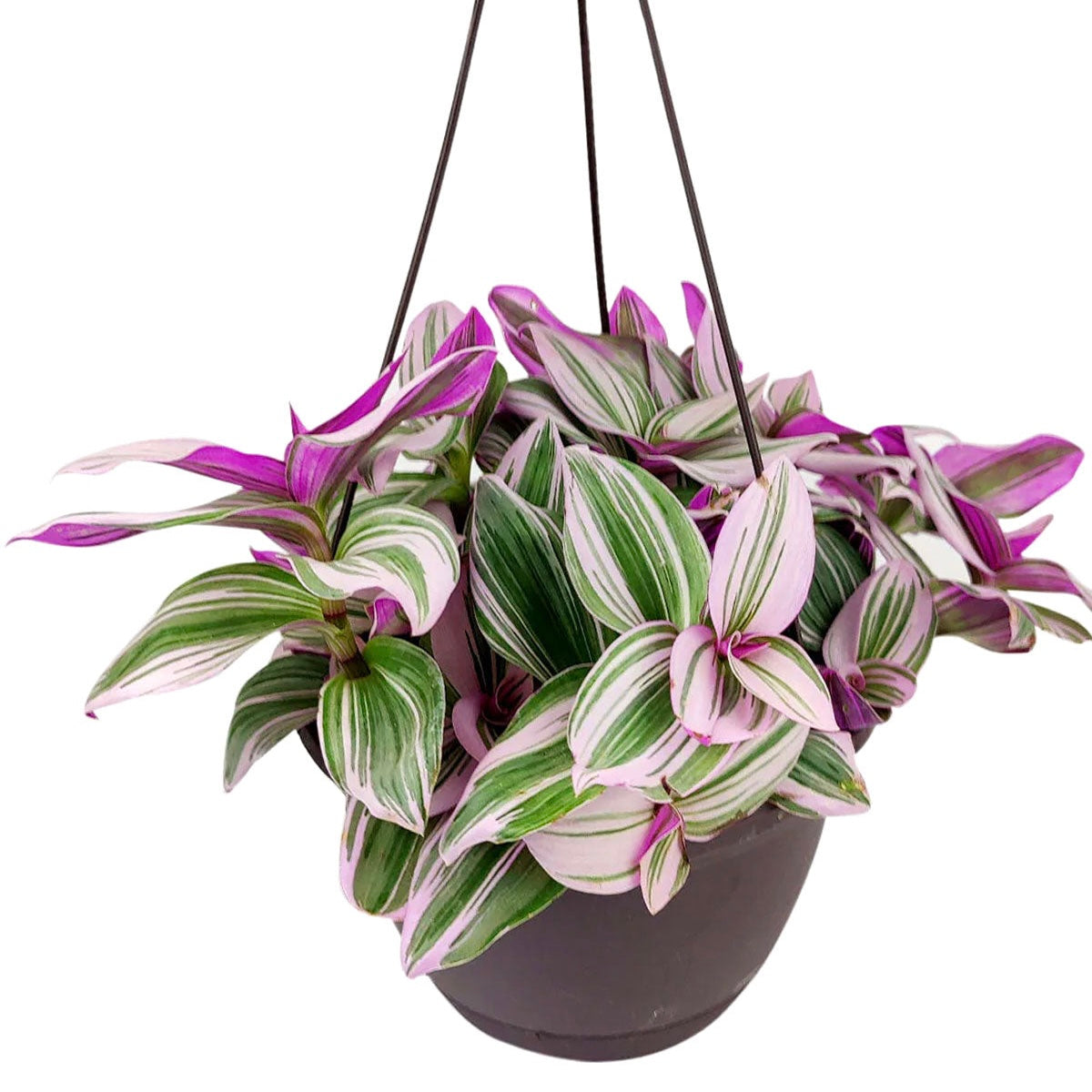 Tradescantia Nanouk