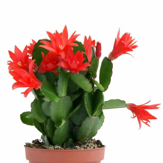 Red Christmas Cactus