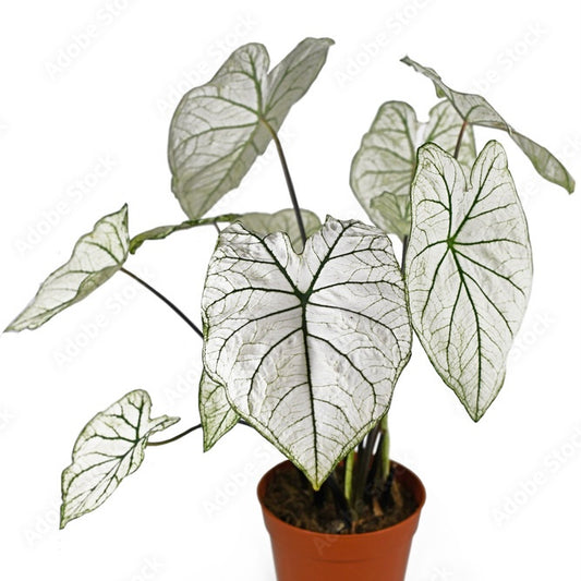 Caladium White Christmas