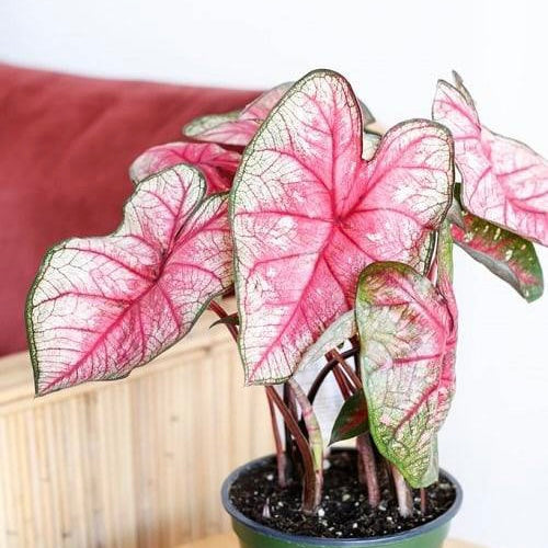 Caladium Radiance