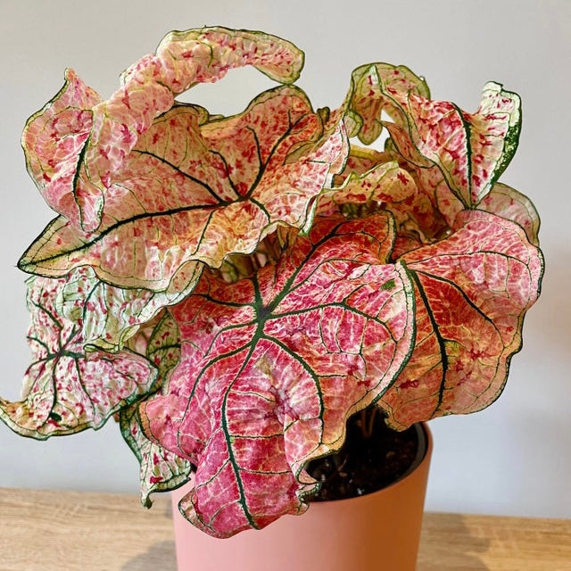 Caladium Splash of Wine