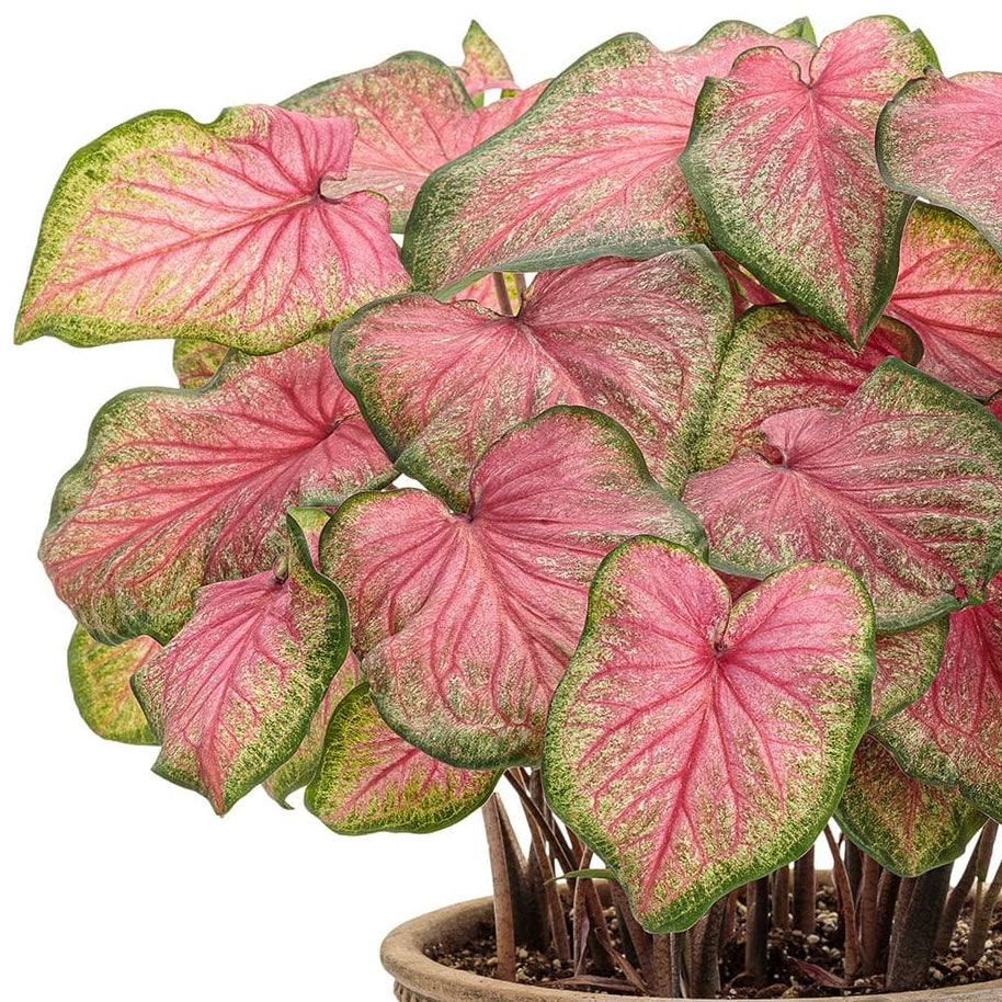 Caladium Tickle Me Pink