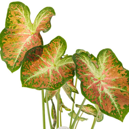 Caladium Dawn to Dusk