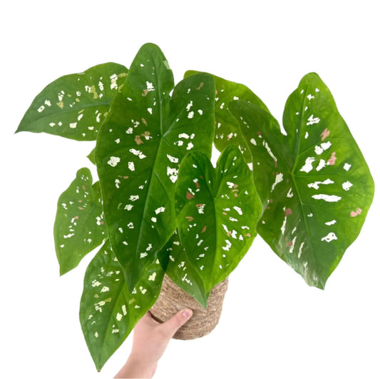 Caladium Freckles