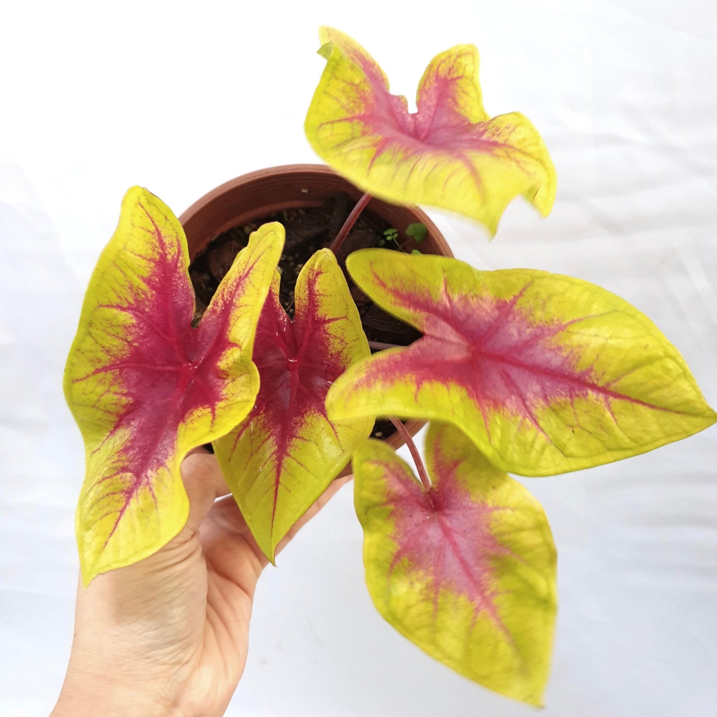 Caladium Lemon Blush