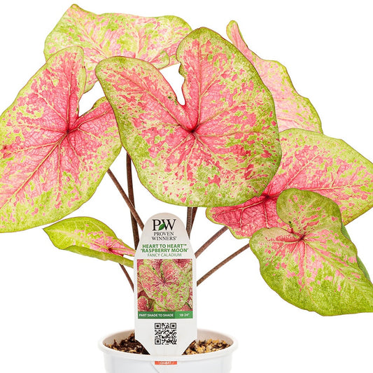 Caladium Raspberry Moon