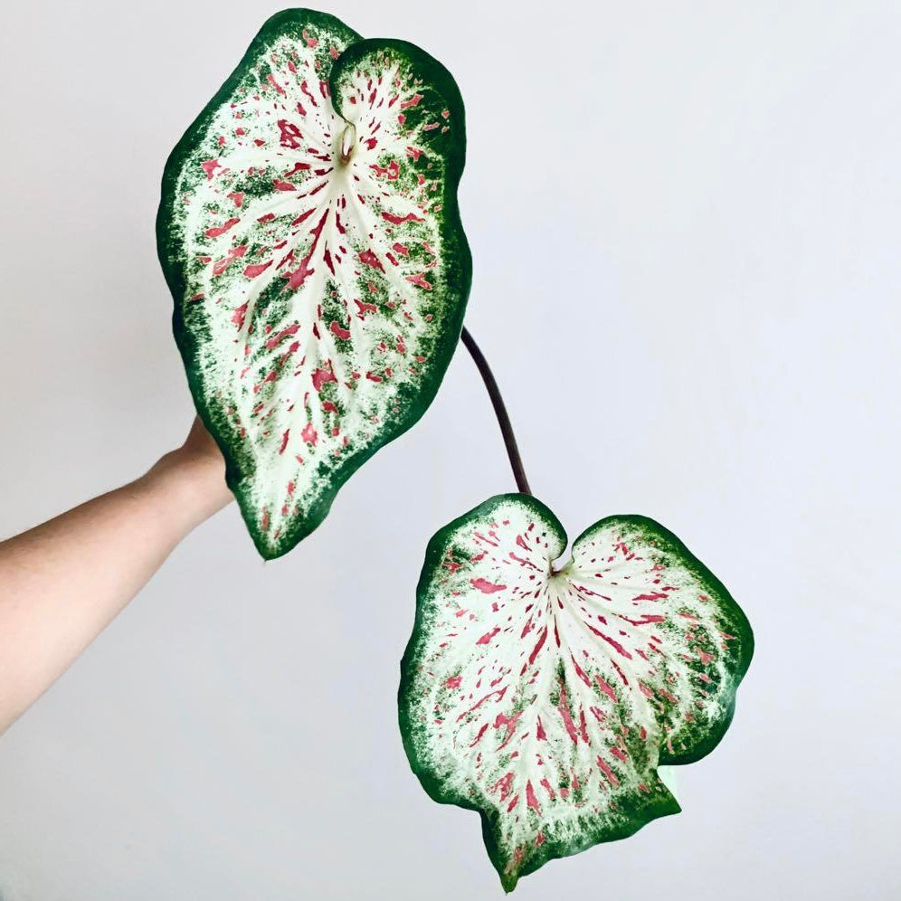 Caladium DayDreamer