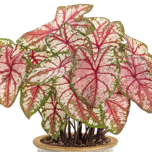 Caladium Bottle Rocket