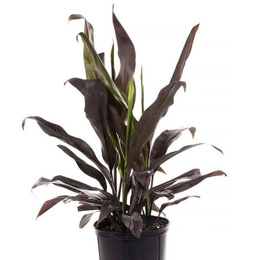 Cordyline Black Magic