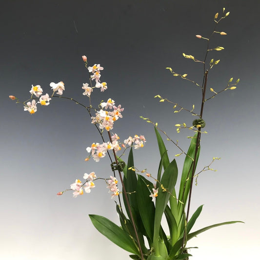 Oncidium Twinkle - Gold Dust