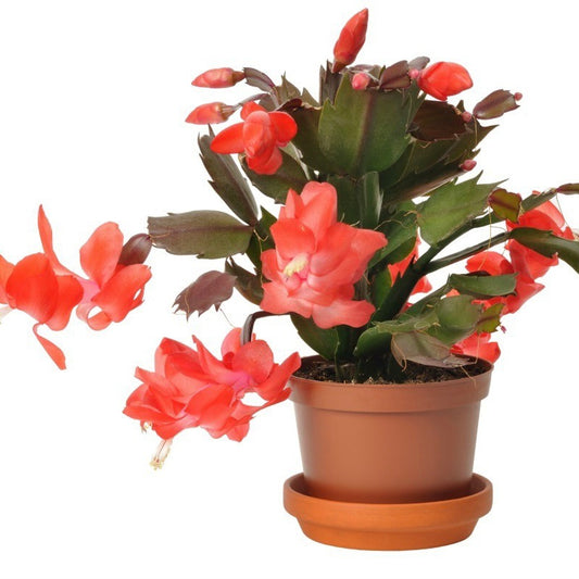 Choral Christmas Cactus