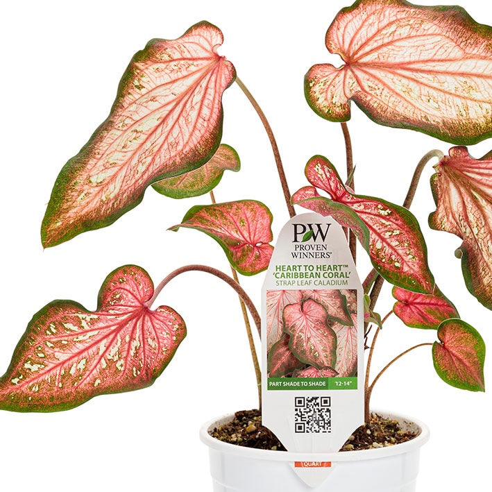 Caladium Caribbean Coral