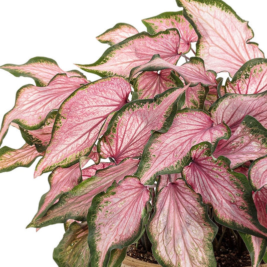 Caladium Va Va Violet