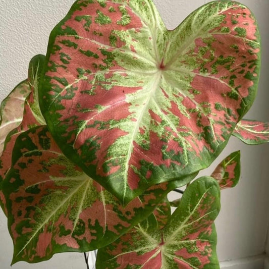 Caladium Just Saucy