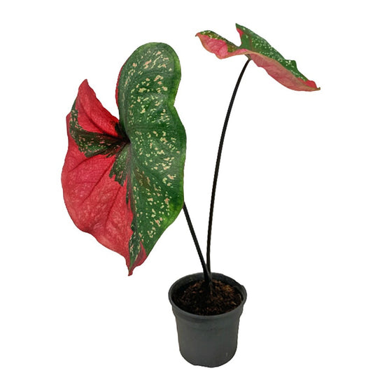 Caladium Red Beret