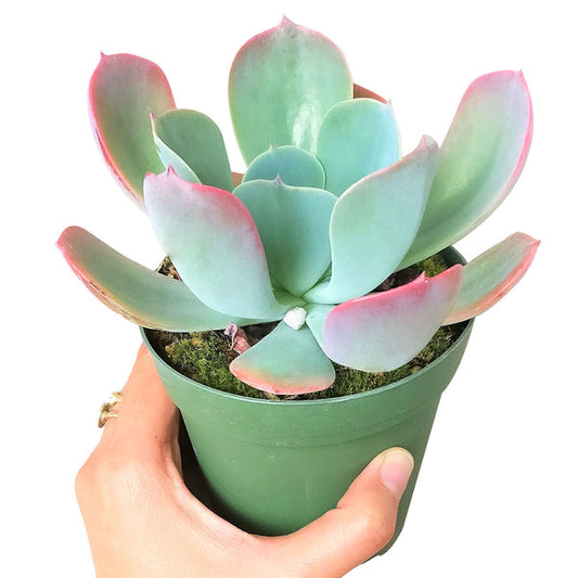 Echeveria