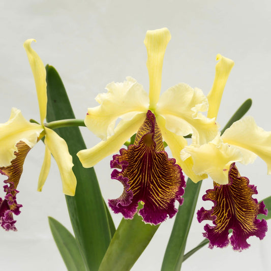 Cattleya dowiana var. aurea - Golden Yellow’ Cattleya