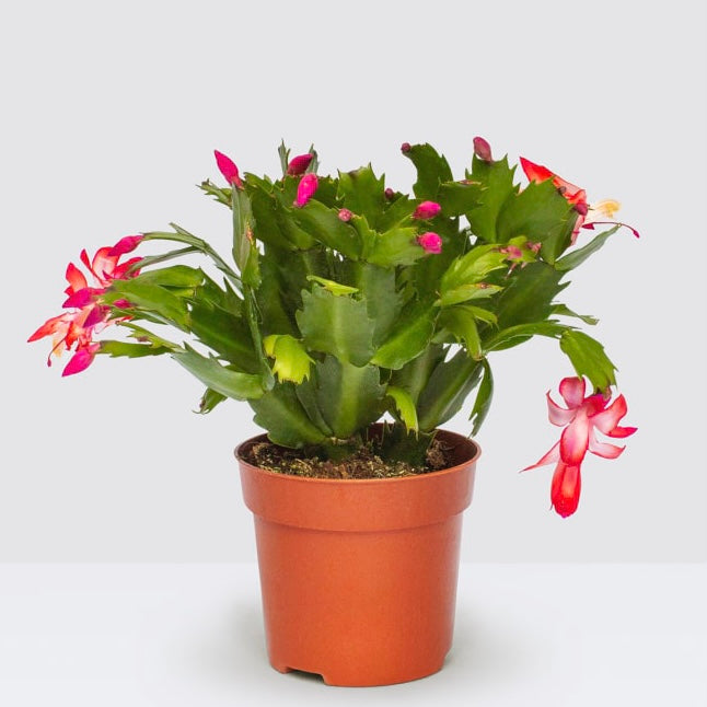 Pink Christmas Cactus