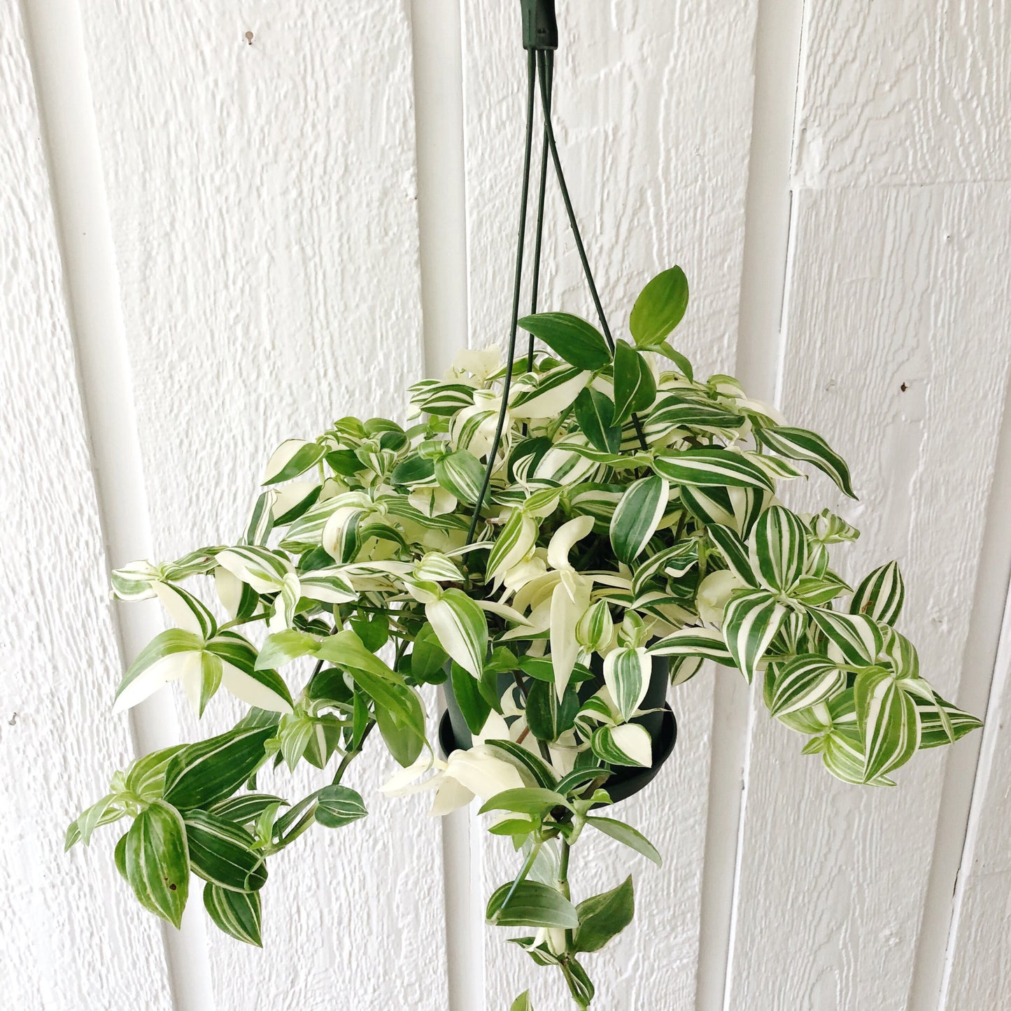 Tradescantia Fluminensis Variegated