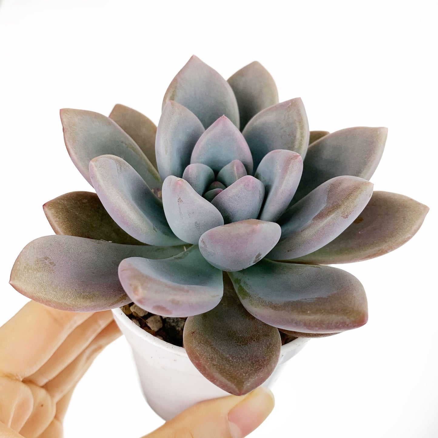 Graptoveria Opalina