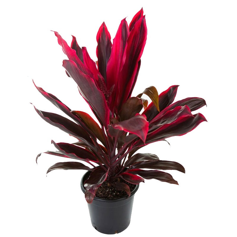 Cordyline Red Sister