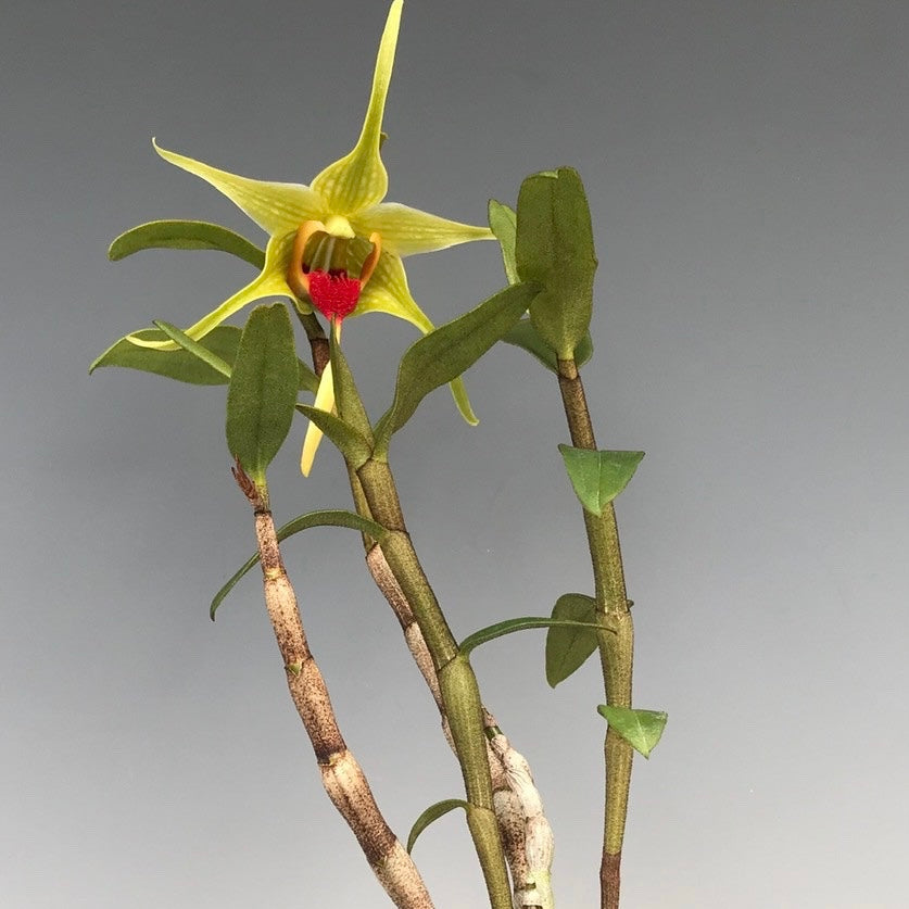 Dendrobium tobaense var. giganteum  - Green Mystery