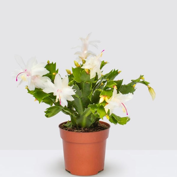 White Christmas Cactus