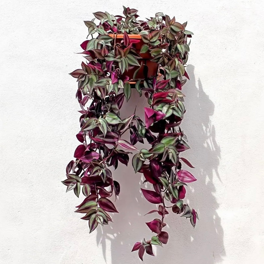 Tradescantia Zebrina - Red Gem