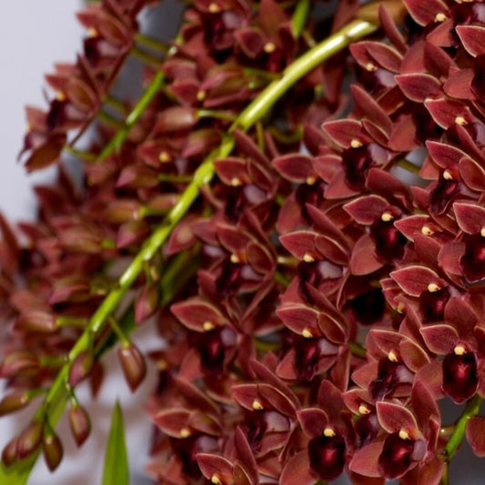 Cymbidium  - Hot Chocolate Royale