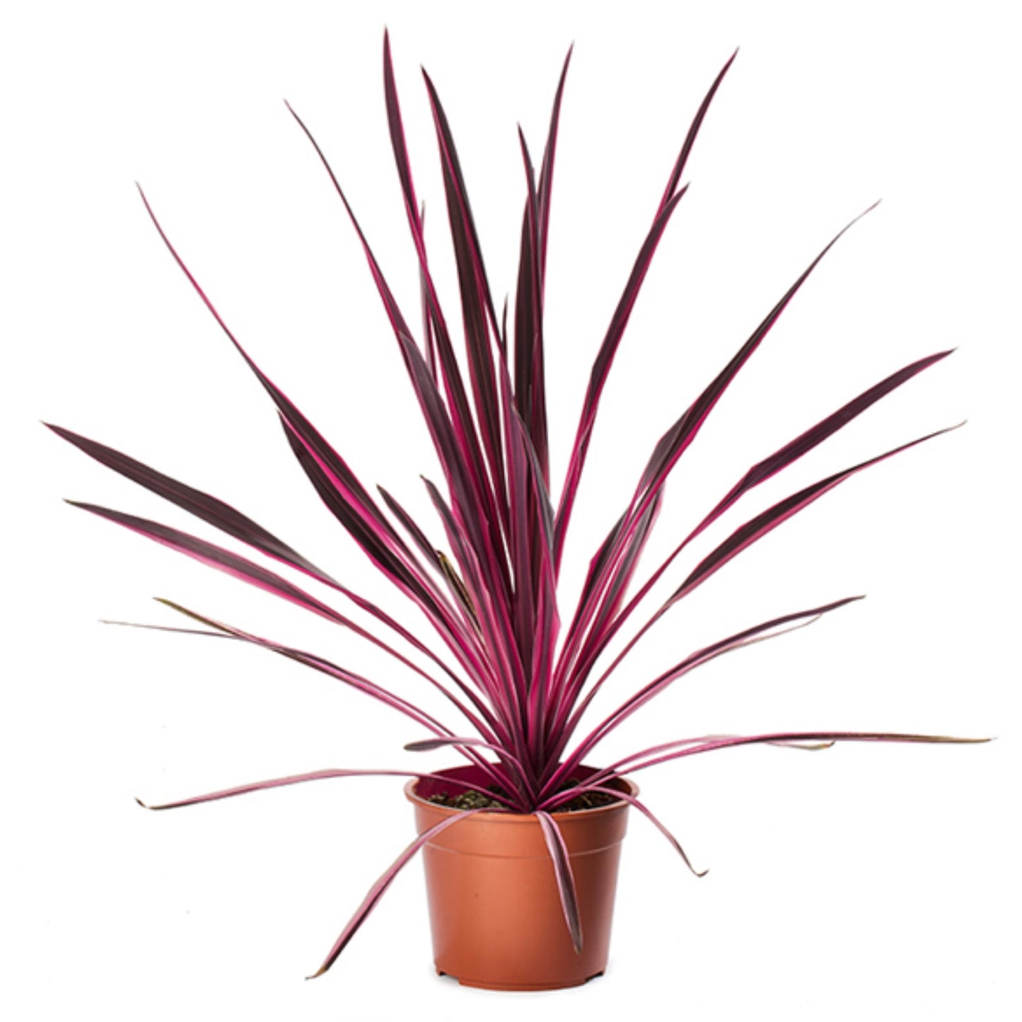 Cordyline Pink Passion