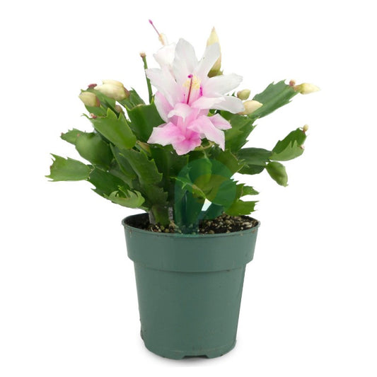 White Pink Christmas Cactus